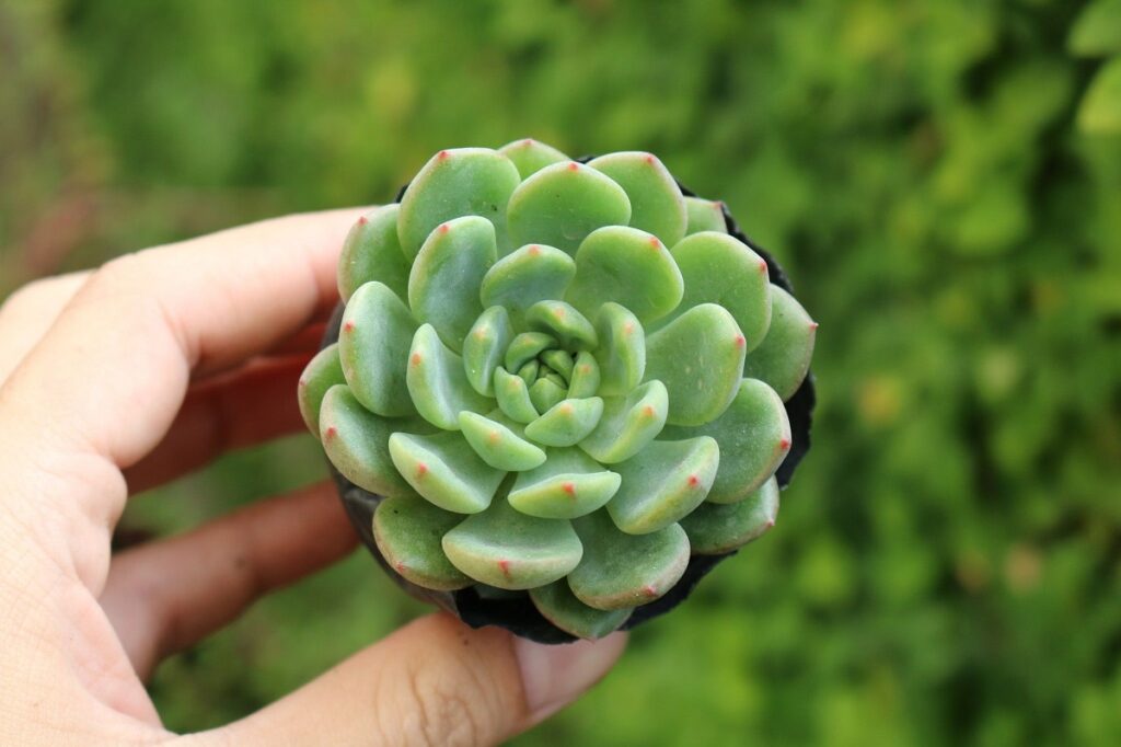 Cây hoa Sen bàn tay