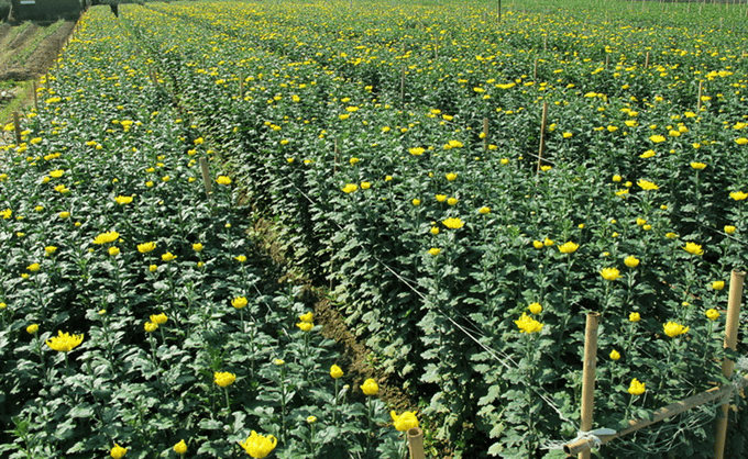 Trồng hoa cúc
