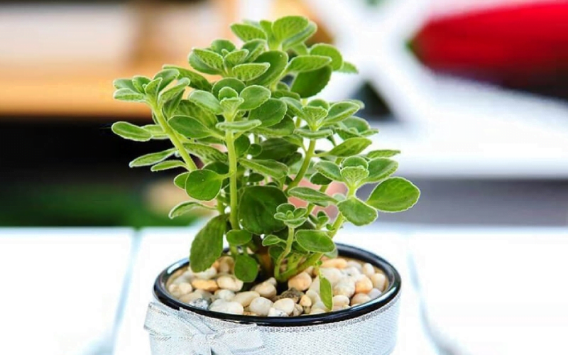 Nhân giống sen đá