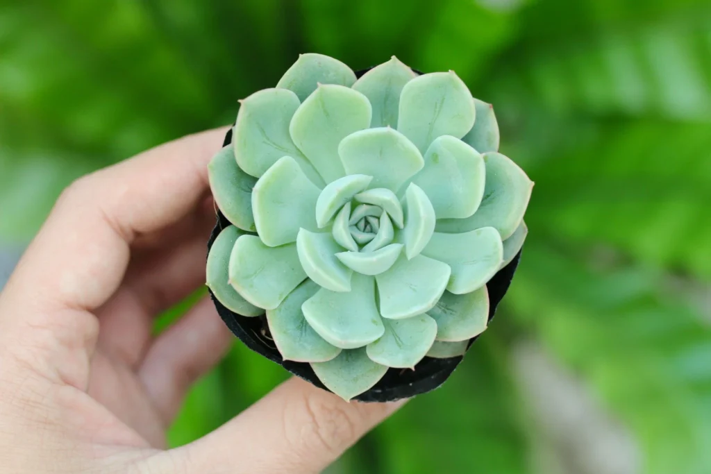 Cây hoa Sen bàn tay