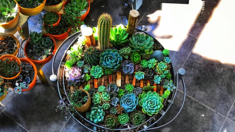 Cách chăm sóc sen đá