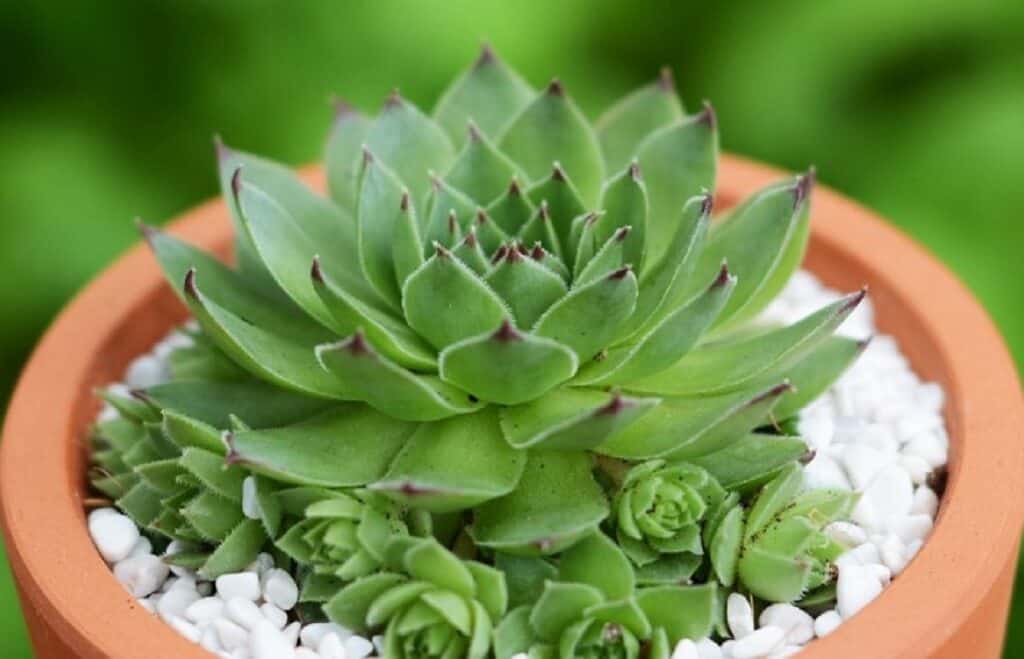 Nhân giống sen đá