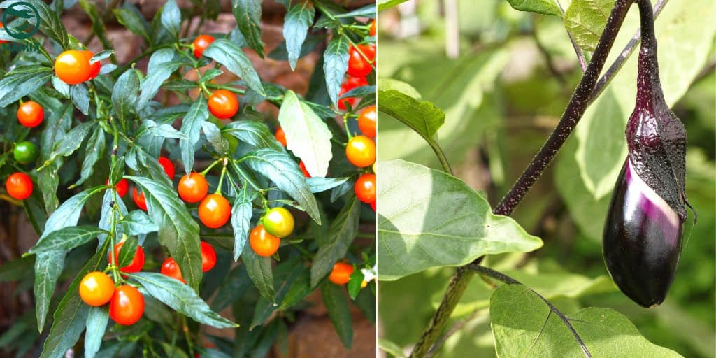 rau ăn trái tại nhà