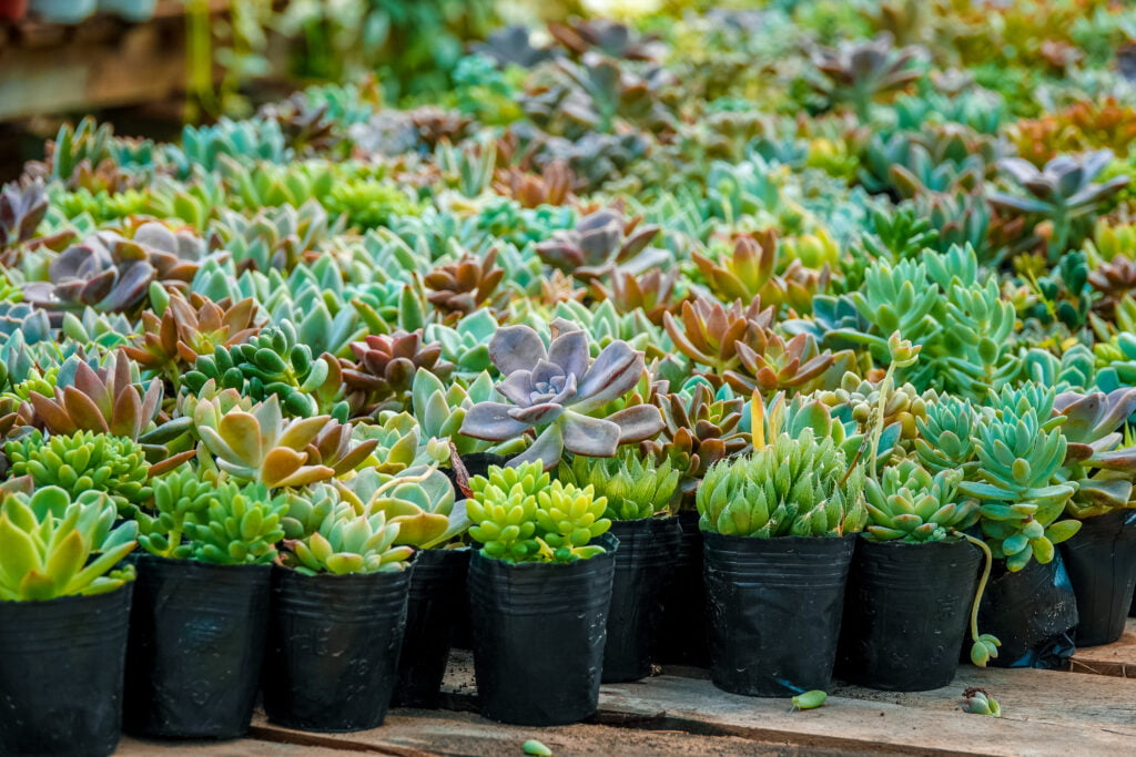 trồng sen đá làm giàu