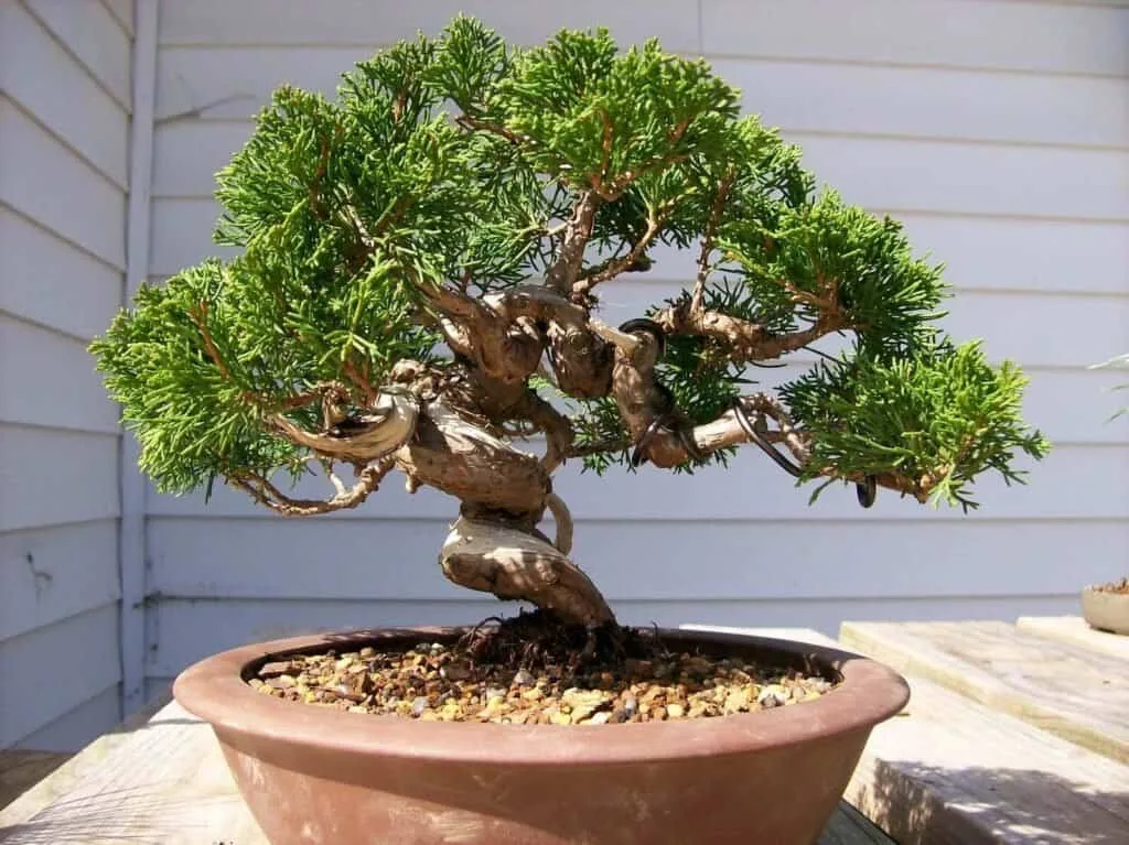 Tạo kiểng bonsai từ hột