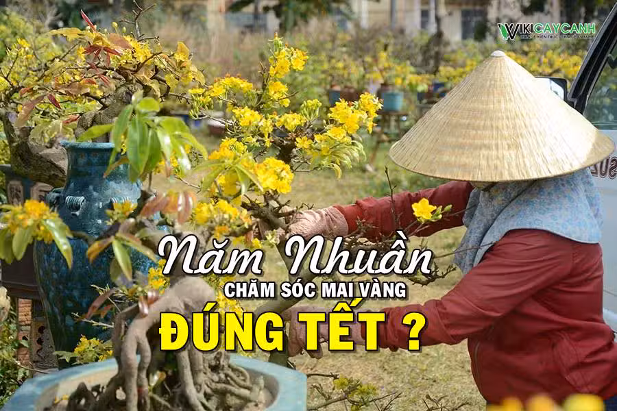 Hướng dẫn trồng cây mai ra hoa đúng Tết năm nhuần