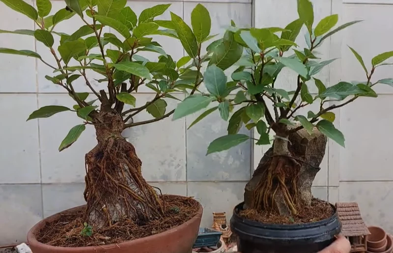 Ghép cây bonsai bằng bánh tráng gạo