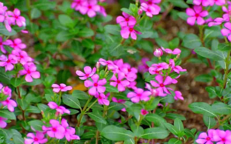 Cách trộn đất trồng dừa cạn ra hoa quanh năm không thối gốc