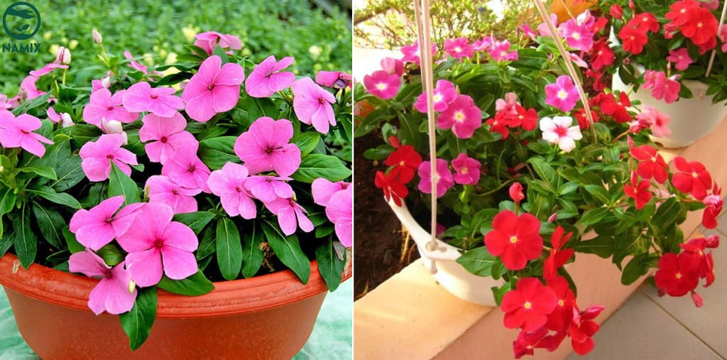 Cách trộn đất trồng dừa cạn ra hoa quanh năm không thối gốc
