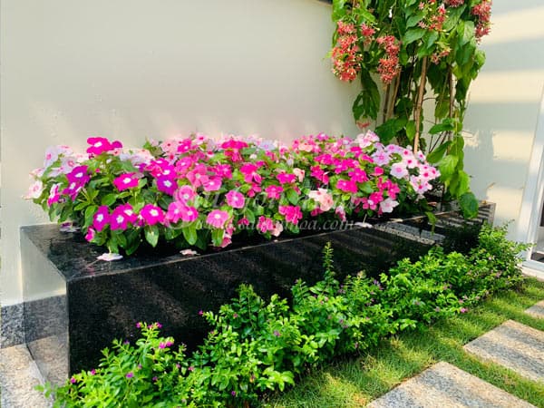 Cách trộn đất trồng dừa cạn ra hoa quanh năm